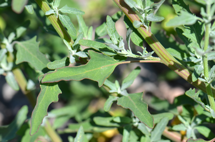 Stems of Fig-Leafed Goosefoot are both angular and striped with greenish lines. Chenopodium ficifolium
